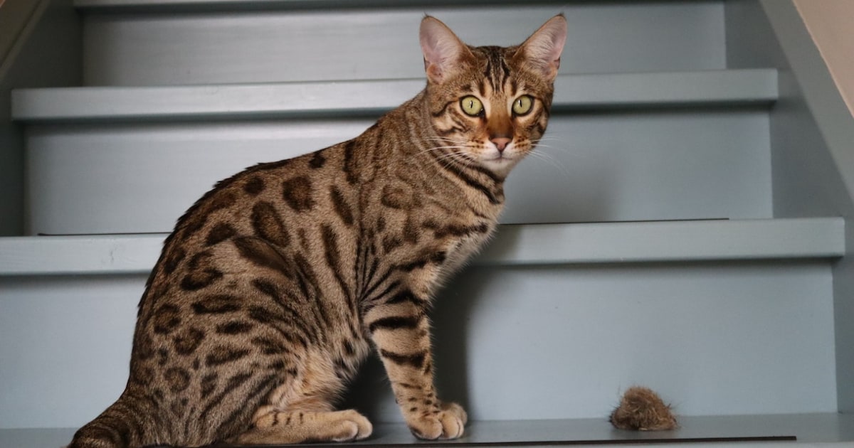 Heb jij Simba of Siebe gezien? Deze twee huisdieren worden in Tytsjerksteradiel vermist
