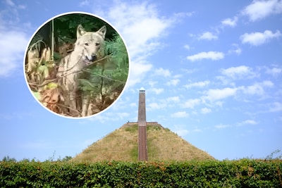 Weer bijtincident met wolf in Austerlitz: ‘Kind meegesleurd, omstanders slaan dier met stok’