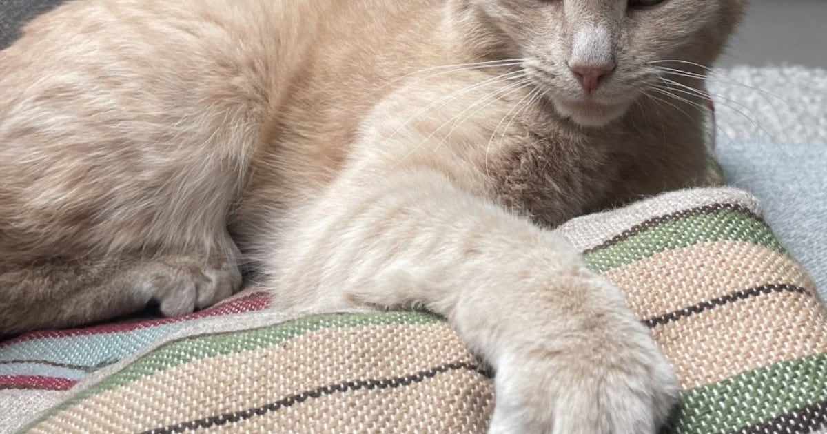 Heb jij Foss gezien? Dit huisdier wordt in Pijnacker-Nootdorp vermist