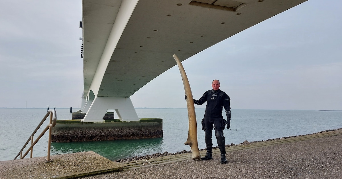 ‘Mijn argwaan is bevestigd’: kaak van zeldzame walvis blijkt gewoon achter iemands bank te hebben ge