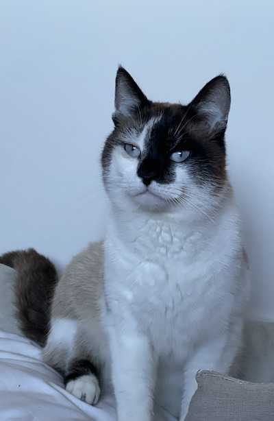 Heb jij Luna, Videl of Symba gezien? Deze 10 huisdieren worden in Utrecht vermist
