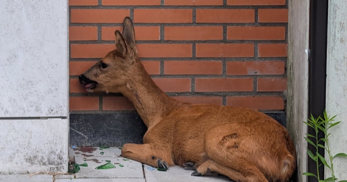 Wildbeheer treft overleden ree aan bij glasbak in bebouwde kom van Weert