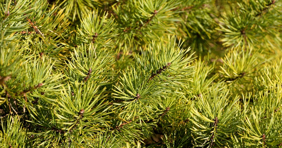 Gemeente Oosterhout haalt kerstbomen op vanaf 7 januari, ophaalschema per buurt