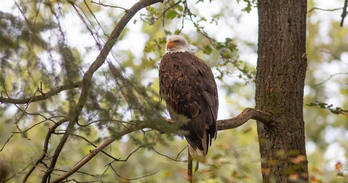 Roofvogels spotten in de Beninger Slikken