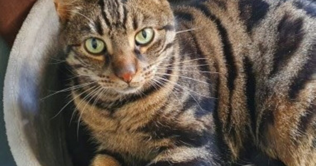Heb jij Bubbels gezien? Dit huisdier wordt in Leiderdorp vermist