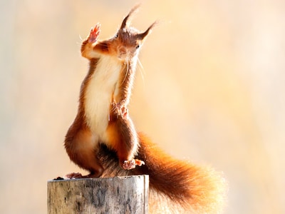 Fotograaf laat eekhoorn dansen en zwaaien: ‘Dit is gepland geluk’