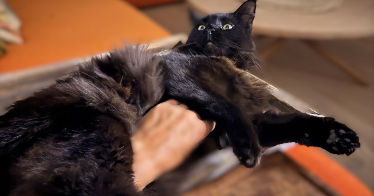 Heb jij Bella, Marie of Tosca gezien? Deze vier huisdieren worden in Maastricht vermist