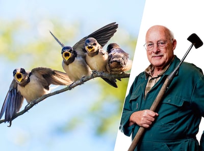 Maak de verlaten nesten van boerenzwaluwen schoon, zodat ze in de lente weer terugkomen