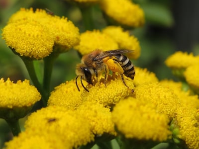 Basteicafé in Nijmegen onderzoekt inheemse natuur
