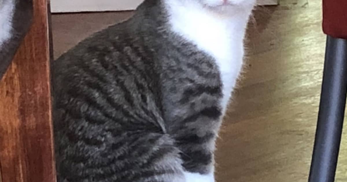 Heb jij Milou of Luts gezien? Deze twee huisdieren worden in Hilversum vermist