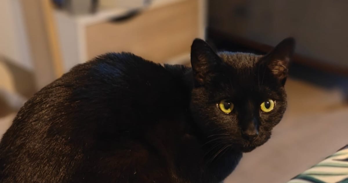 Heb jij Sushi gezien? Dit huisdier wordt in Bodegraven-Reeuwijk vermist