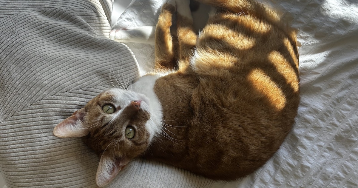 Heb jij Gijsje gezien? Dit huisdier wordt in Katwijk vermist