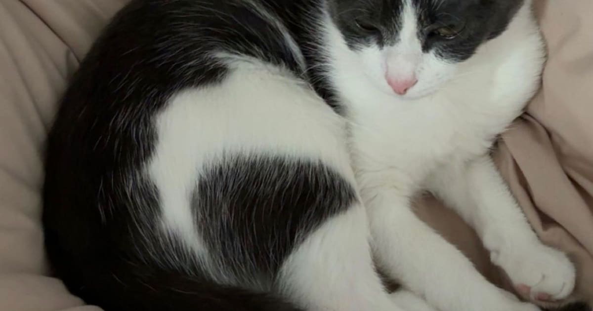 Heb jij Pearly gezien? Dit huisdier wordt in Bunschoten-Spakenburg vermist