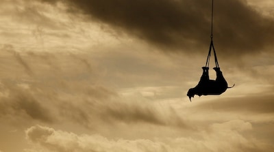Rara, wat is dit? Het is zwart, weegt 800 kilo en zweeft door de lucht