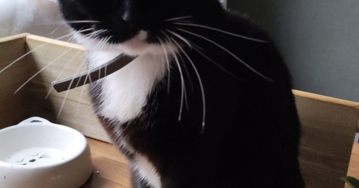 Heb jij Blacky gezien? Dit huisdier wordt in Midden-Groningen vermist