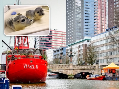 Zeehond gespot in de Rotterdamse Wijnhaven: ‘Hij is in goede conditie’