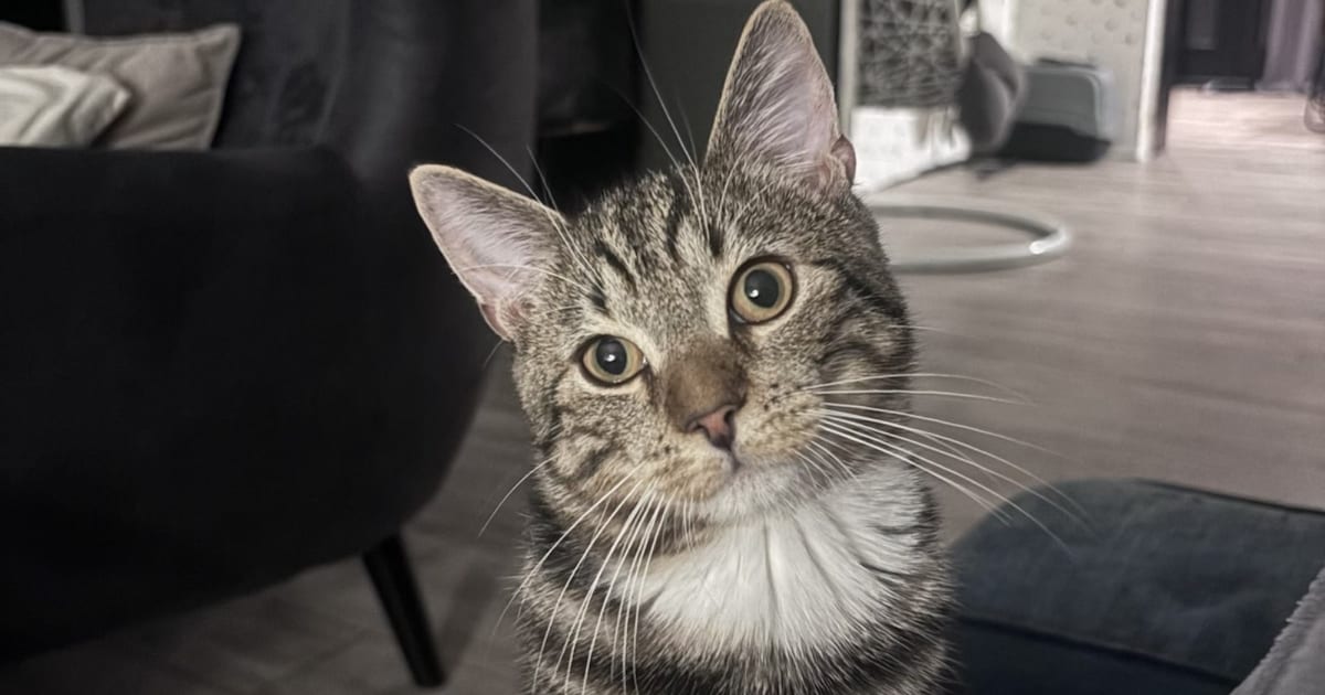 Heb jij Jippe of Bram gezien? Deze twee huisdieren worden in Tytsjerksteradiel vermist