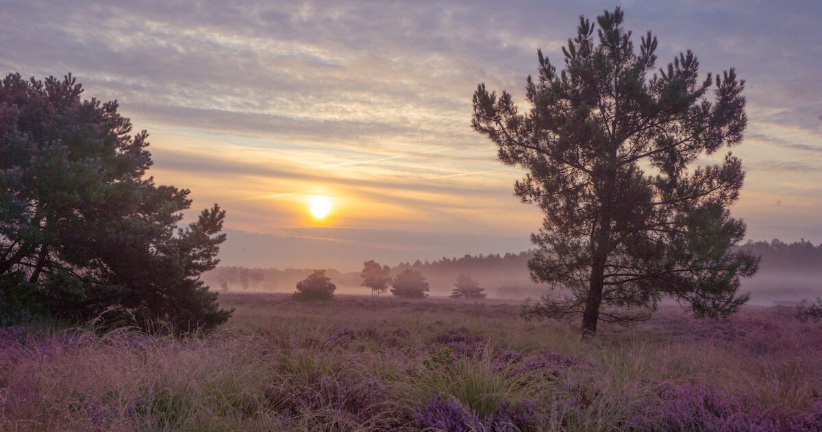 IVN wandeling over Rucphense heide: kans op vossen- en boommartersporen
