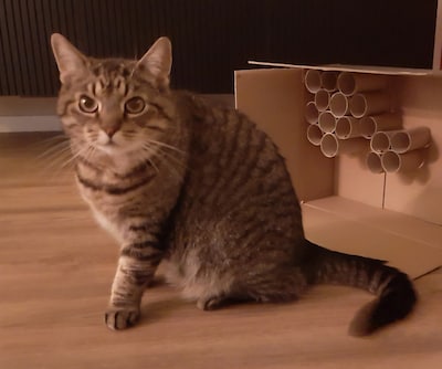 Heb jij Oscar gezien? Dit huisdier wordt in Helmond vermist