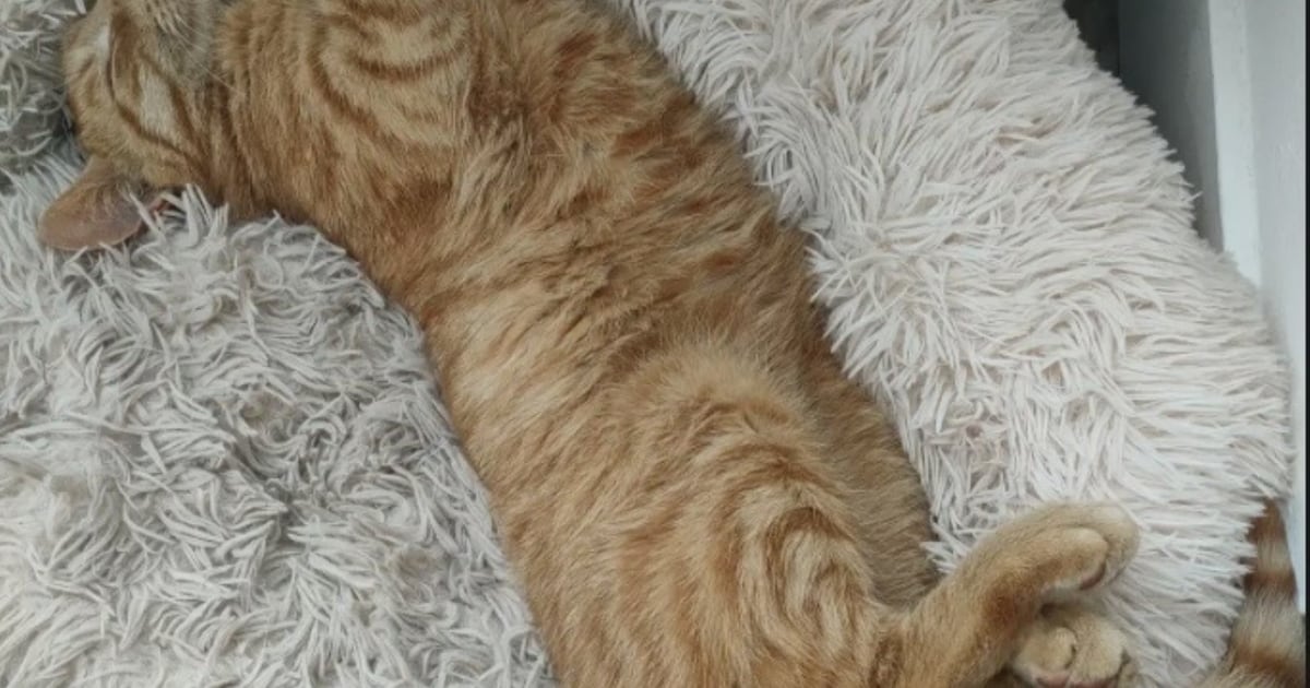 Heb jij Gijs gezien? Dit huisdier wordt in Sittard-Geleen vermist