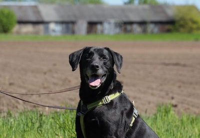 Labrador Kelsey heeft nog energie voor tien en zoekt warm thuis