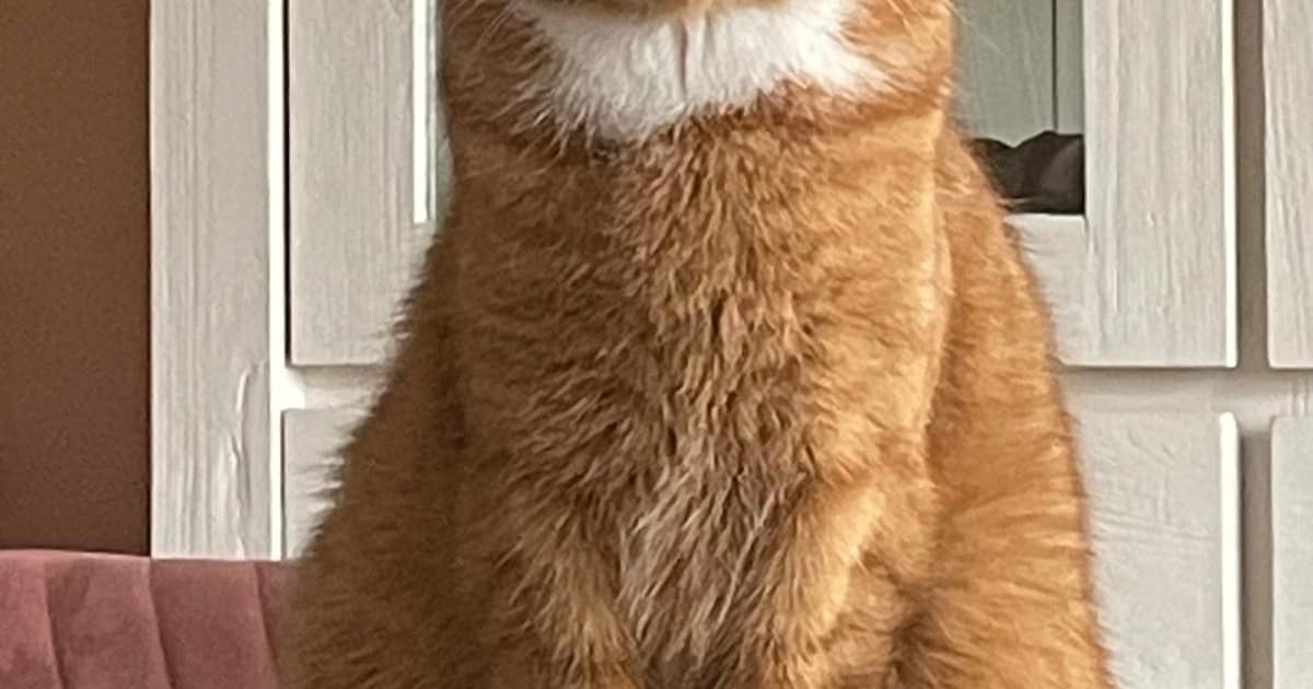 Heb jij Toby gezien? Dit huisdier wordt in Katwijk vermist