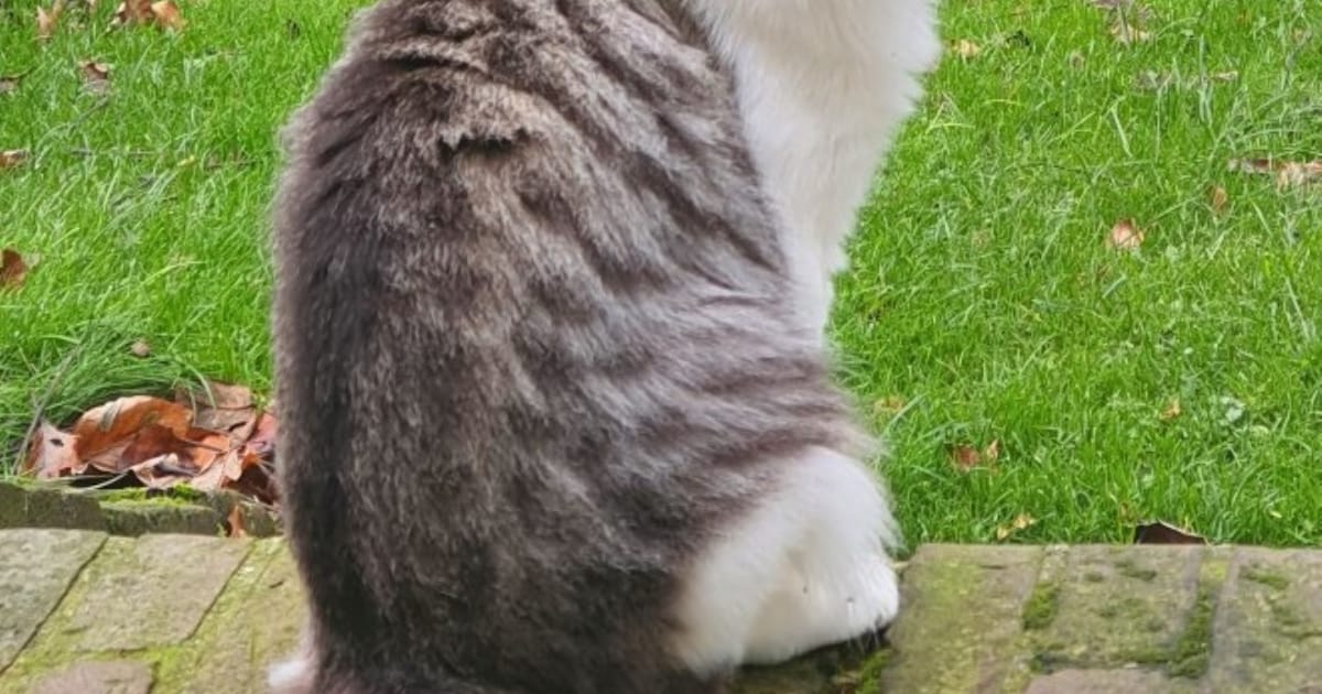 Heb jij Maha gezien? Dit huisdier wordt in Elburg vermist