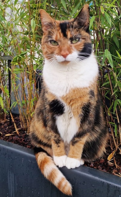 Heb jij Dash, Lilly of Kuifje gezien? Deze vier huisdieren worden in Etten-Leur vermist