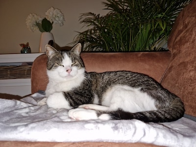 Heb jij Pim, Meisje of Jimmy gezien? Deze vier huisdieren worden in Hoeksche Waard vermist