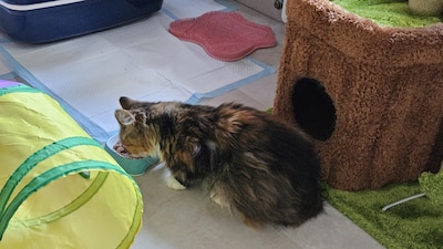 Heb jij Leydi, Pamuk of Fluff gezien? Deze vier huisdieren worden in Delft vermist