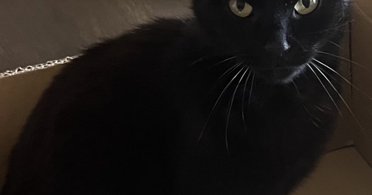 Heb jij Zwartje of Venne gezien? Deze twee huisdieren worden in Aalten vermist