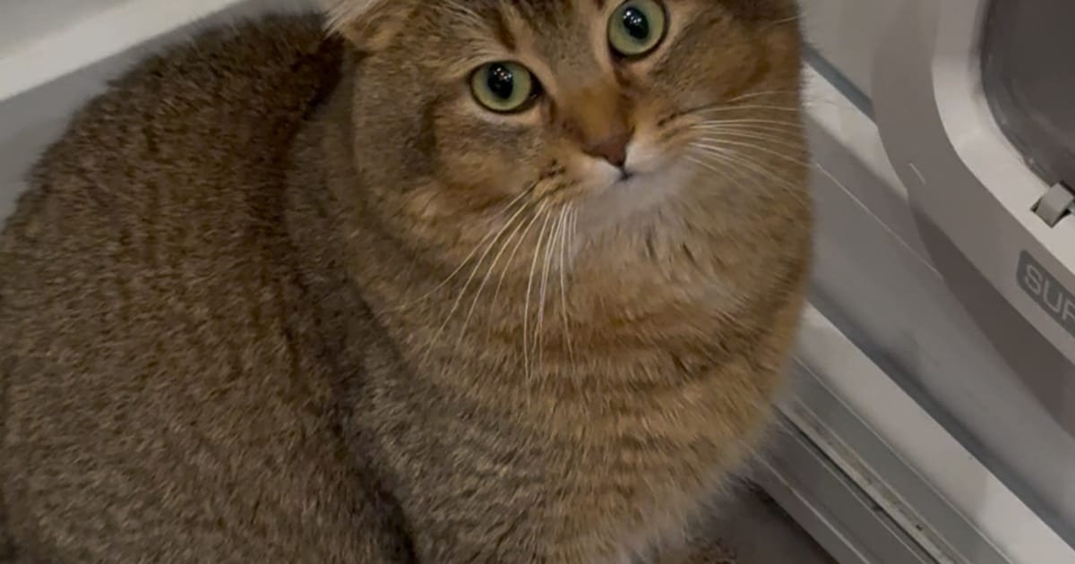 Heb jij Babs, Ducky of Boris gezien? Deze vier huisdieren worden in Zaanstad vermist