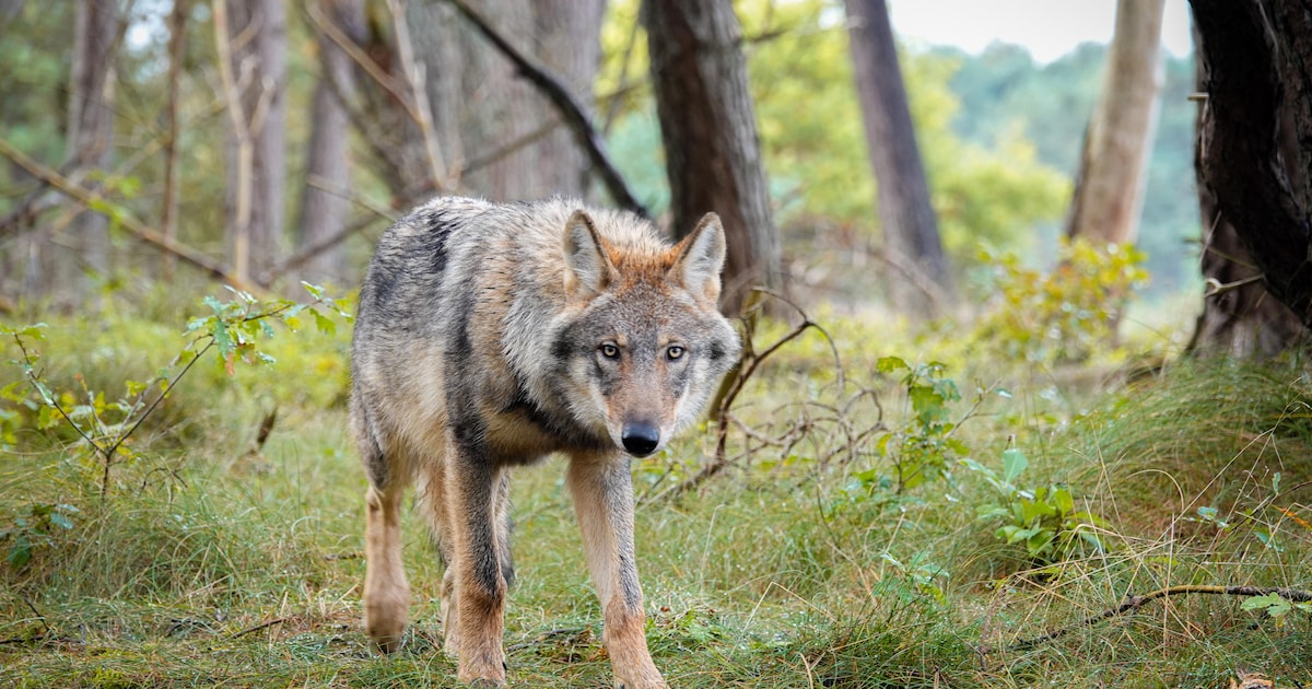 Wolf duikt op in Vijfheerenlanden, expert ziet geen reden voor risicogebied: ‘Hier kan hij niet nest