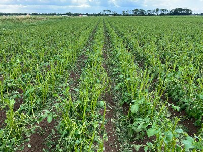 Fikse hagelbui zorgt voor schade bij aardappelboeren in omgeving van Raamsdonk: 'Zo erg hebben we no