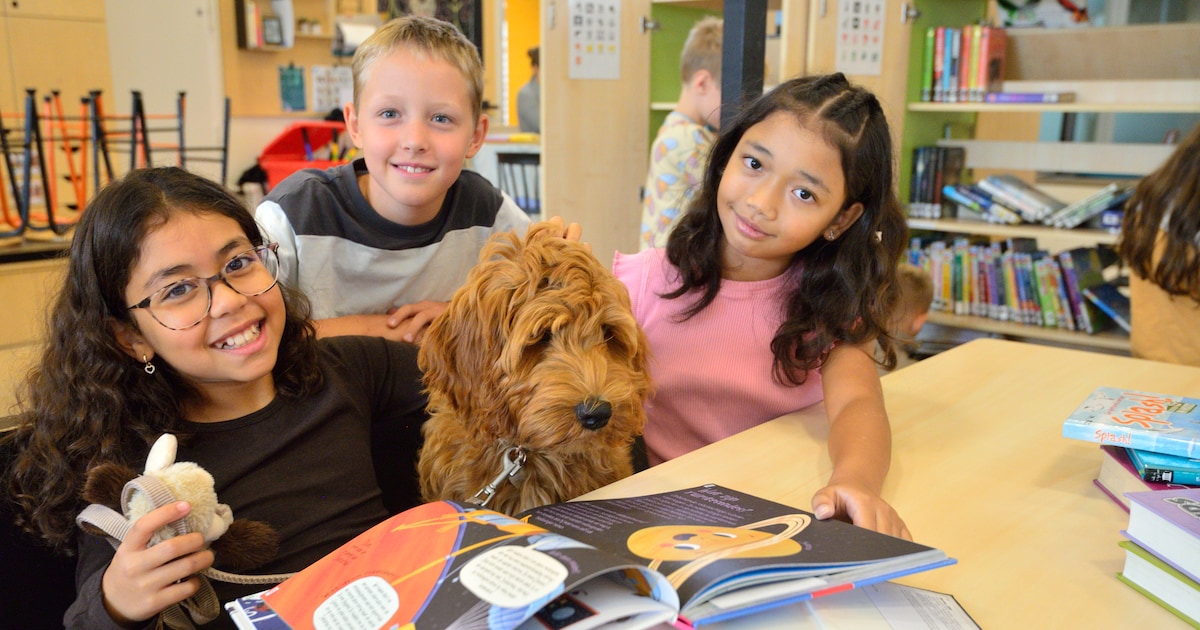 Hond Teddy is niet meer weg te denken bij deze basisschool: ‘Geeft meer rust in de klas’