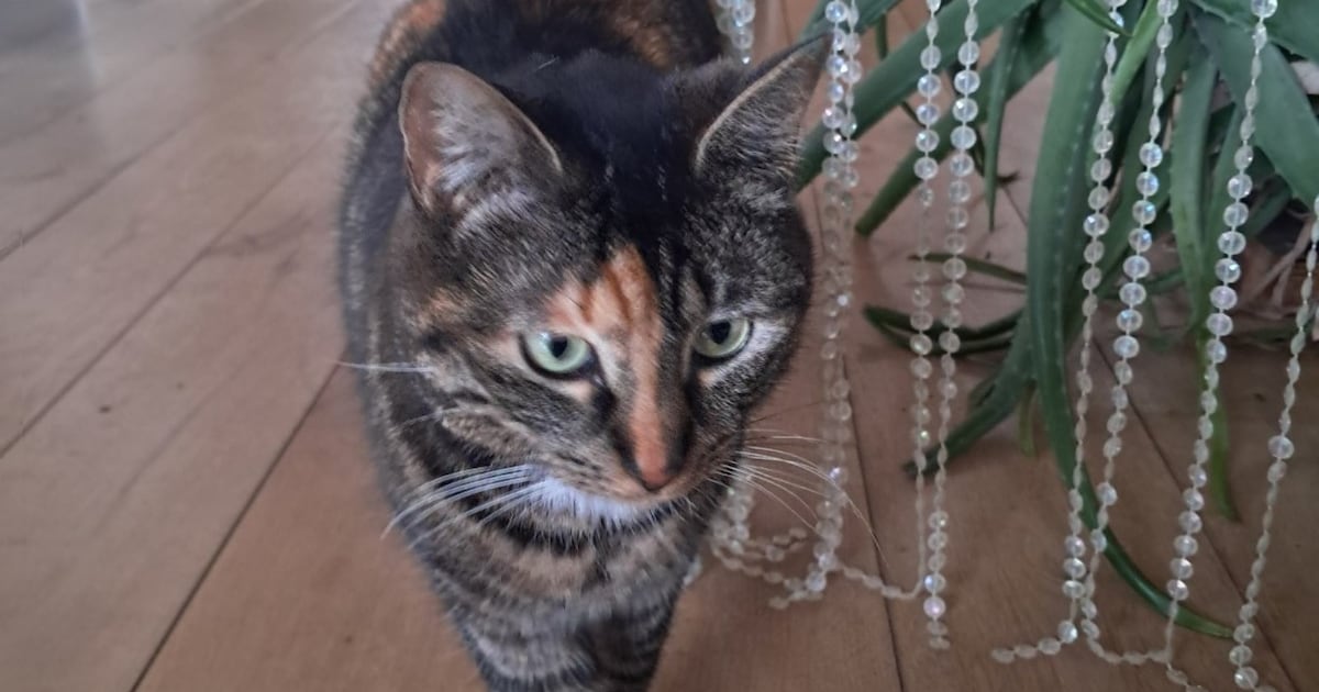 Heb jij Tijger, Ollie of Astro gezien? Deze vijf huisdieren worden in Amstelveen vermist