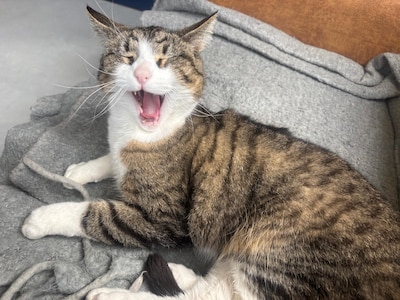Heb jij Simba, Joep of Tijger gezien? Deze 13 huisdieren worden in Apeldoorn vermist