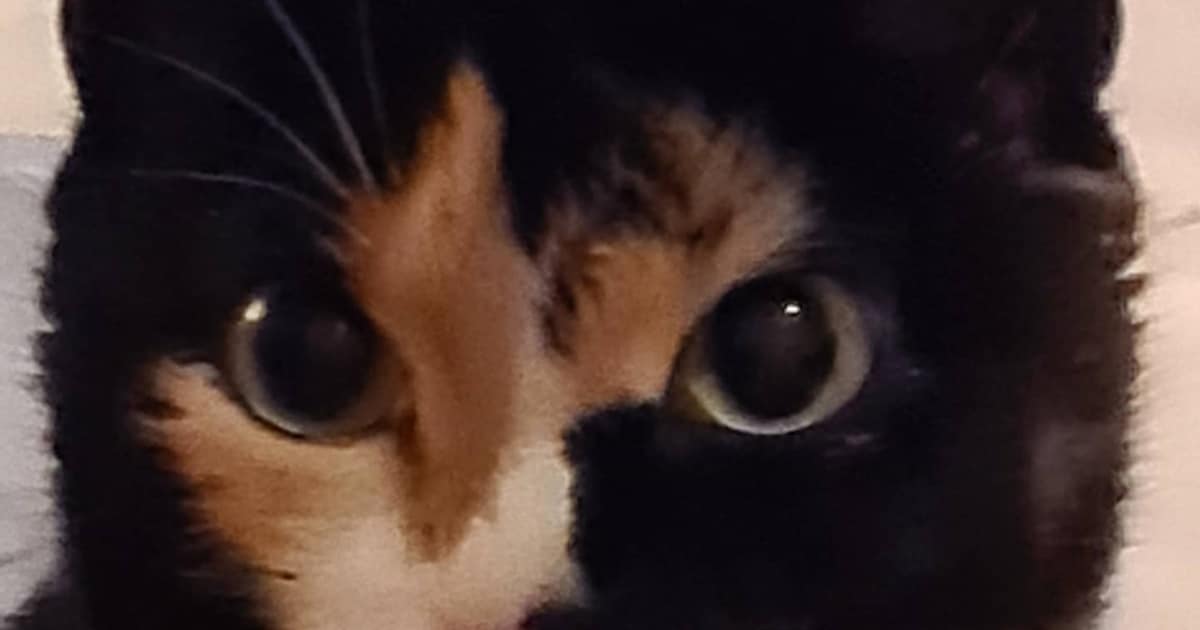 Heb jij Misty gezien? Dit huisdier wordt in Stichtse Vecht vermist