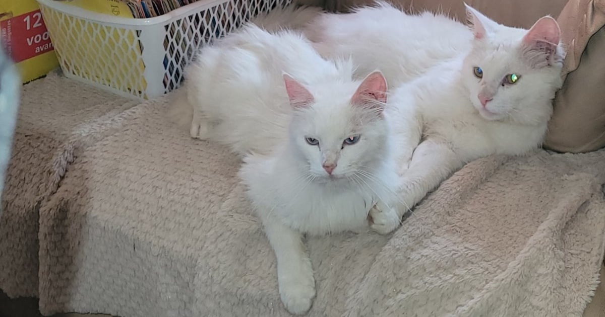 Heb jij Guus of Seppie gezien? Deze twee huisdieren worden in Achtkarspelen vermist