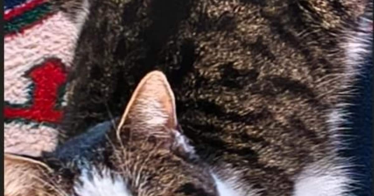 Heb jij Vanilia gezien? Dit huisdier wordt in Nijkerk vermist