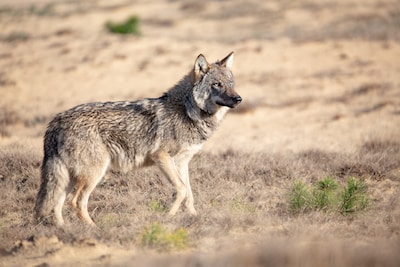 Is de ‘nieuwe’ val diervriendelijk genoeg om de wolven op de Utrechtse Heuvelrug mee te vangen?