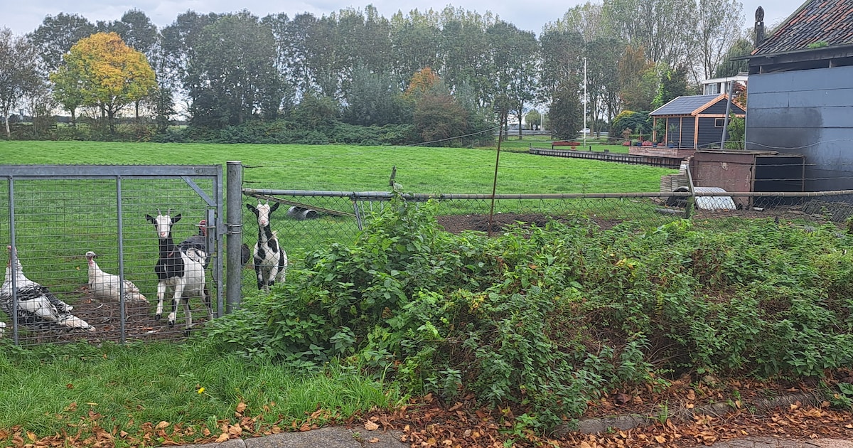 Gemeente maakt werk van huizen op plek dierenweide Hoogmade