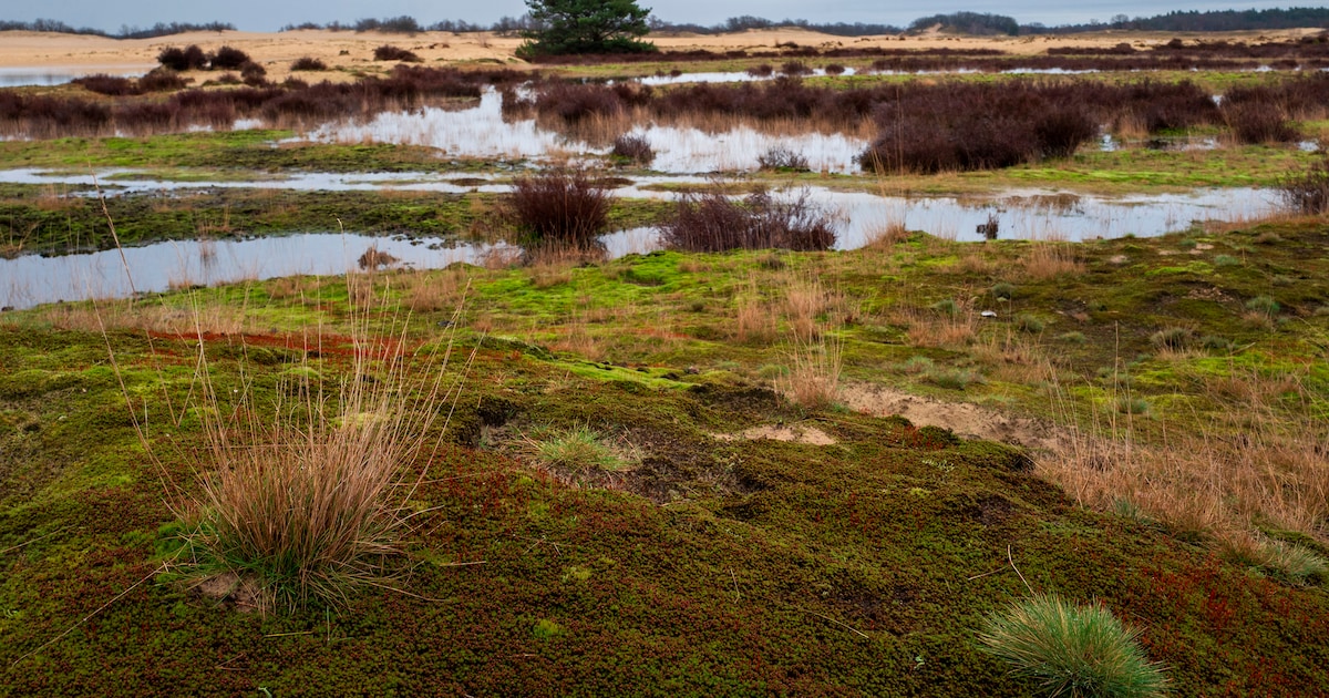 Stichting Duinbehoud zoekt jongeren in Leiden