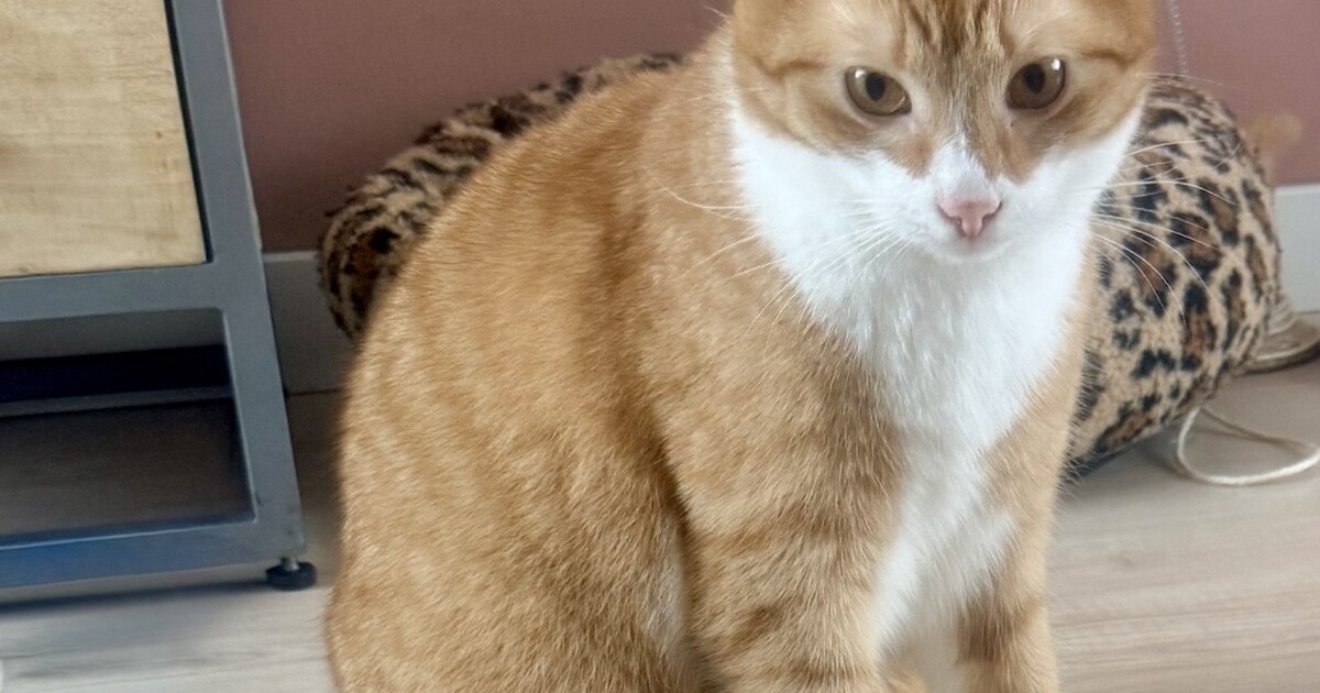 Heb jij Mickey of Mika gezien? Deze twee huisdieren worden in Kaag en Braassem vermist