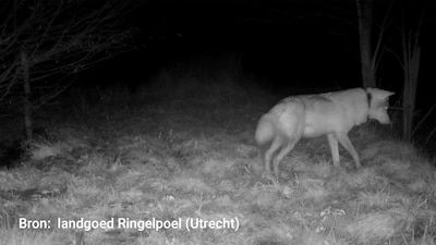 Bram lijkt op Utrechtse Heuvelrug vervangen door nieuwe wolf, die al heel Nederland rondreisde