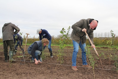 Vrijwilligers werken aan natuurklussen in Arnhem en omgeving