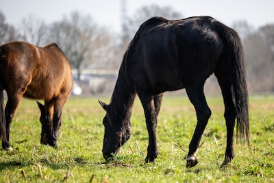 Zus slaat alarm over verwaarloosde paarden van haar broer, nu confronteert de rechter hem met de foto’s