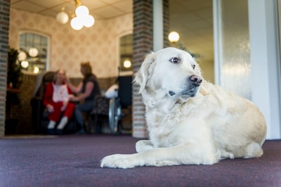 Sector met therapiedieren groeit razendsnel, maar toezicht schiet tekort
