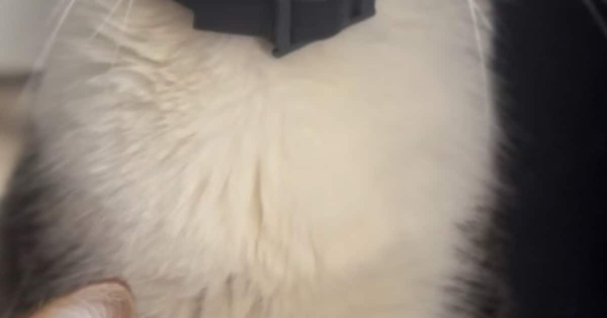 Heb jij Ollie, Pooh of Uck gezien? Deze vier huisdieren worden in Leiden vermist