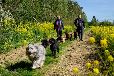 Hondenmanager Simone over prikkelgevoelige honden: ‘Stop met steeds die bal gooien’